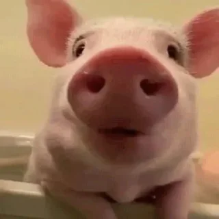 Video sticker 🐷 @smeshniehryaki