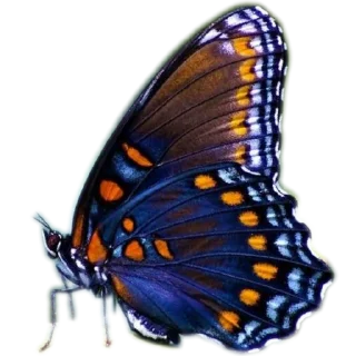 Telegram sticker 🐞 Nates Stickers