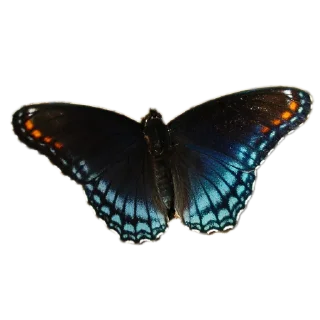 Telegram sticker 🐞 Nates Stickers