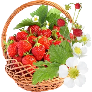 Telegram sticker 🍓 Fruit & Veg Gifts @PunjabiSticker