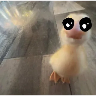 Video sticker 🌺 DumbAss Duck🦆