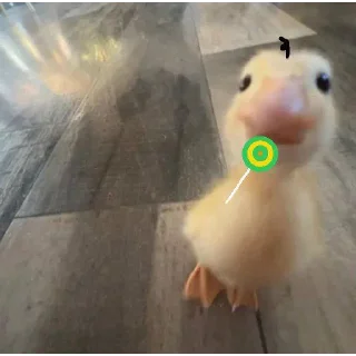 Telegram stiker 🙂 DumbAss Duck🦆