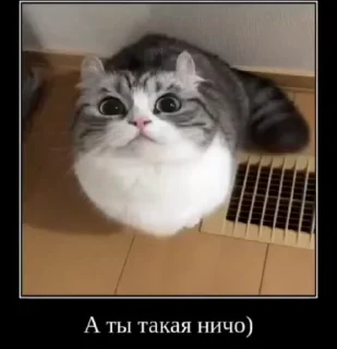 Video sticker 🌟 kkk random by  @cursedNewLight1 :: @fStikBot