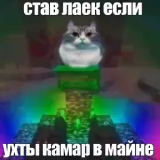 Video sticker 🌟 kkk random by  @cursedNewLight1 :: @fStikBot