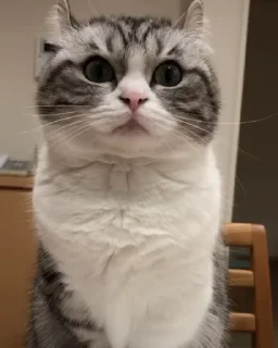 Video sticker 🌟 kkk random by  @cursedNewLight1 :: @fStikBot