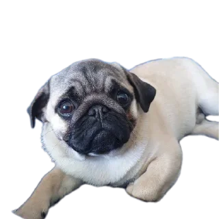 Telegram stiker 🐶 doob 420 pug