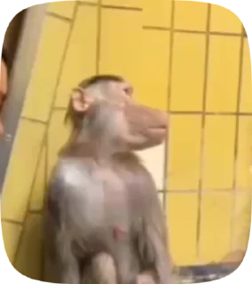 Video sticker 👿 Манки 2 от @pivboch @monkey_pongifs