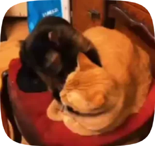 Video sticker 😘 Манки 2 от @pivboch @monkey_pongifs