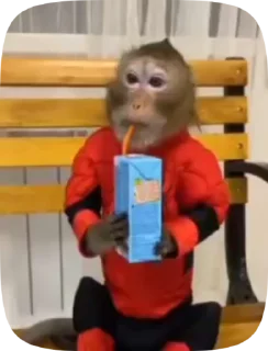 Video sticker 🧃 Манки 2 от @pivboch @monkey_pongifs