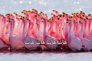 Video sticker 😐 فلامینگویه بقن