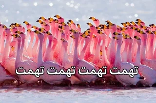 Telegram sticker 😐 فلامینگویه بقن