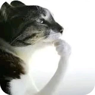 Video sticker 🧐 Моя изба-насральня