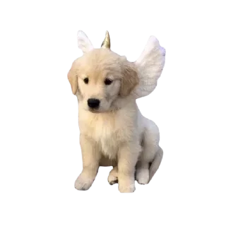 Video sticker 🐕 @thmskitty ангельский :: @fStikBot