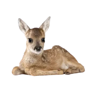 Video sticker 🦌 @thmskitty ангельский :: @fStikBot