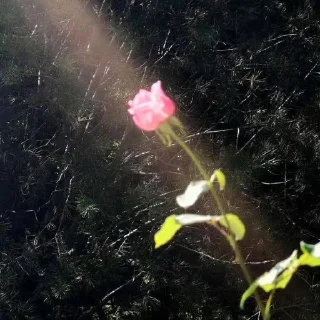 Video sticker 🌟 𝘈𝘦𝘴𝘵𝘩𝘦𝘵𝘪𝘤 🌷🦢  [ @whoisme333 ]