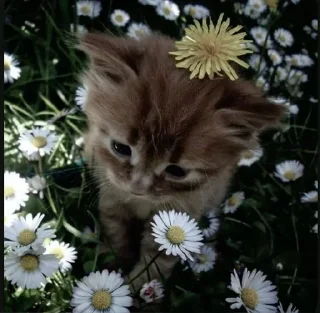 Telegram sticker 🌟 𝘈𝘦𝘴𝘵𝘩𝘦𝘵𝘪𝘤 🌷🦢  [ @whoisme333 ]