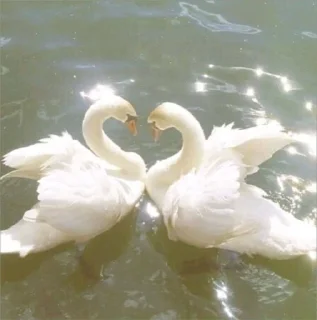 Sticker 🌟 𝘈𝘦𝘴𝘵𝘩𝘦𝘵𝘪𝘤 🌷🦢  [ @whoisme333 ]