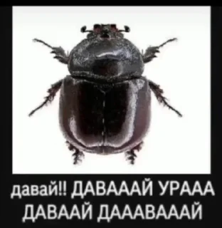 Telegram sticker ✨️ чмоньки by мылена :: @fStikBot