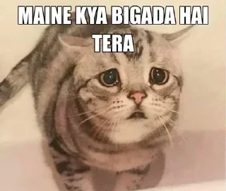 Telegram sticker 🥺 CHOMU billi 😼 @Itz_Eliana :: @fStikBot