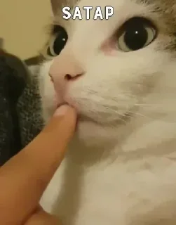 Video sticker 🤫 CHOMU billi 😼 @Itz_Eliana :: @fStikBot