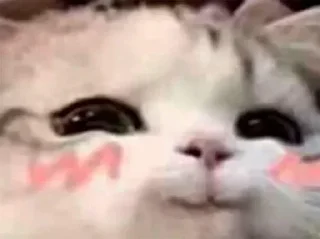 Telegram sticker 🔪 CHOMU billi 😼 @Itz_Eliana :: @fStikBot