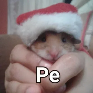 Sticker 🐹 Momazos Hamsters 🐹 :: @fStikBot