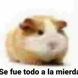 Telegram sticker 🐹 Momazos Hamsters 🐹 :: @fStikBot