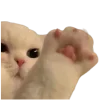 Video sticker 🤩 cats ➜ @emoji1