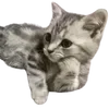 Video sticker 😏 cats ➜ @emoji1