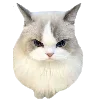 Video sticker 😠 cats ➜ @emoji1