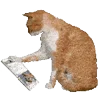 Video sticker 🤩 cats ➜ @emoji1