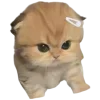 Video sticker 🤩 cats ➜ @emoji1