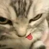 Video sticker 👅 cats ➜ @emoji1