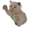 Video sticker 🤩 cats ➜ @emoji1
