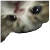Video sticker 🤩 cats ➜ @emoji1