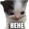 Video sticker 😈 cats ➜ @emoji1