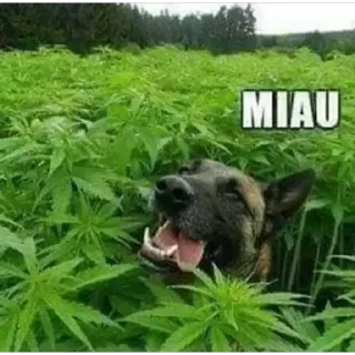 Telegram sticker 🍁 Memes do Madara👺:: @fStikBot