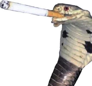 Telegram sticker 🐍 kokrastyke