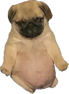 Telegram sticker 🐶 kokrastyke