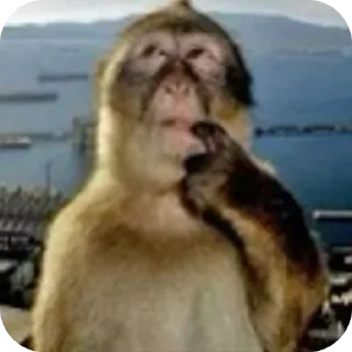 Video sticker 🐶 extti9