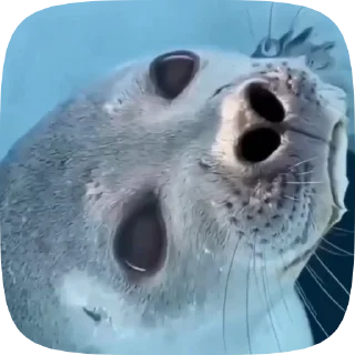 Video sticker 🦭 Туленчик