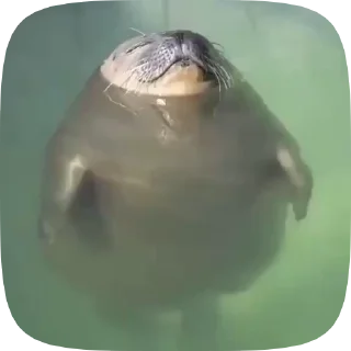 Video sticker 🦭 Туленчик