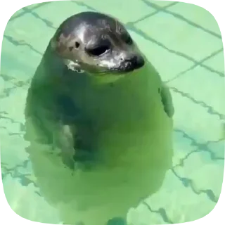 Video sticker 🦭 Туленчик