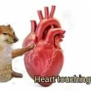 Telegram sticker 🐱 Whattttttt