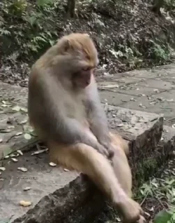 Video sticker 🏳️‍🌈 Рязанские обэзяны 2.0 :: @fStikBot