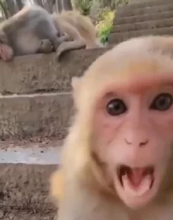 Video sticker 🏳️‍🌈 Рязанские обэзяны 2.0 :: @fStikBot