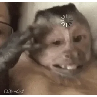 Video sticker 🐵 - ᗷY @ahMshY 𓉮 . Monkeys