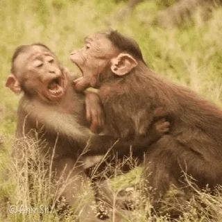 Video sticker 🐵 - ᗷY @ahMshY 𓉮 . Monkeys