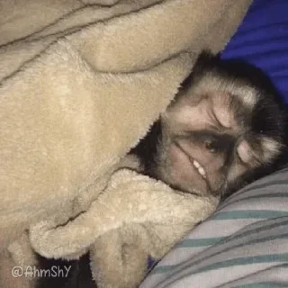 Telegram sticker 🐵 - ᗷY @ahMshY 𓉮 . Monkeys