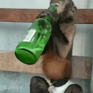 Video sticker 🐵 - ᗷY @ahMshY 𓉮 . Monkeys